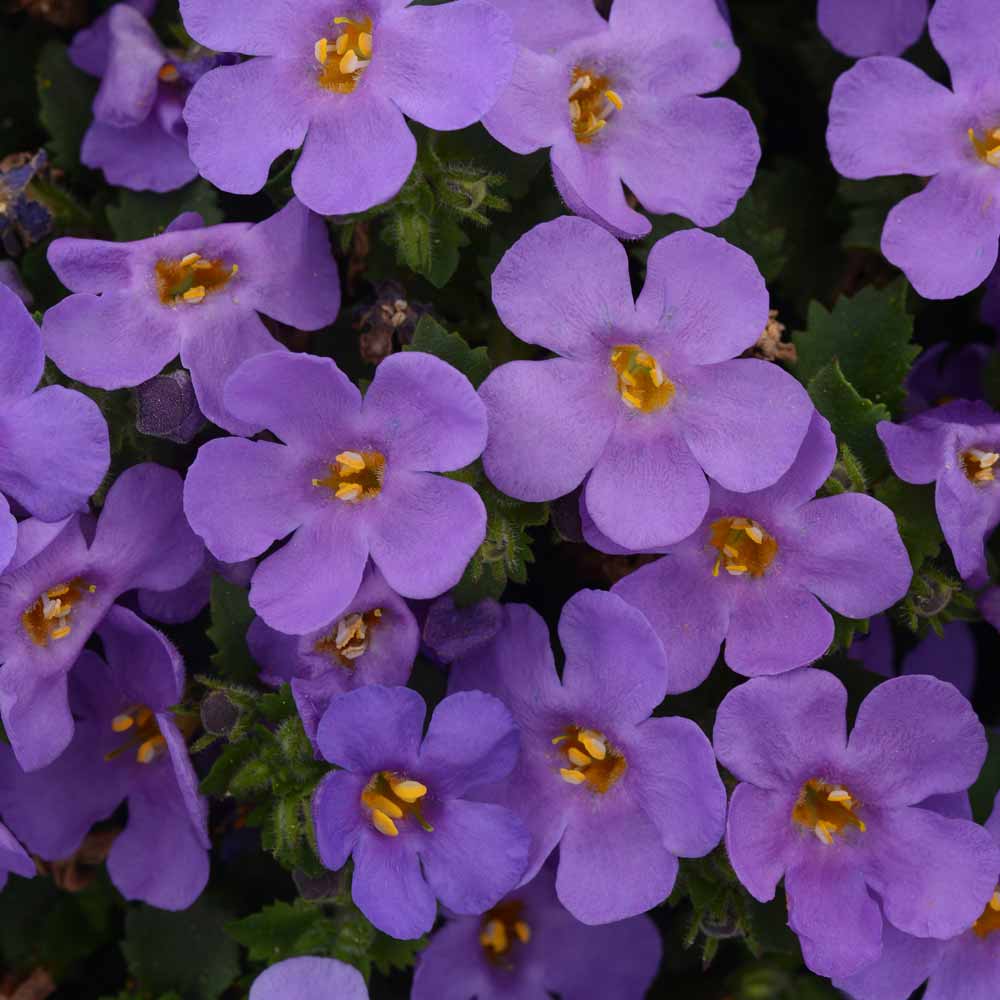 4-bacopa-crystal-creek-gardens-inc