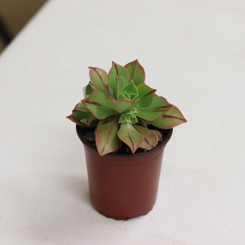 Aeonium Stripe | Crystal Creek Gardens Inc